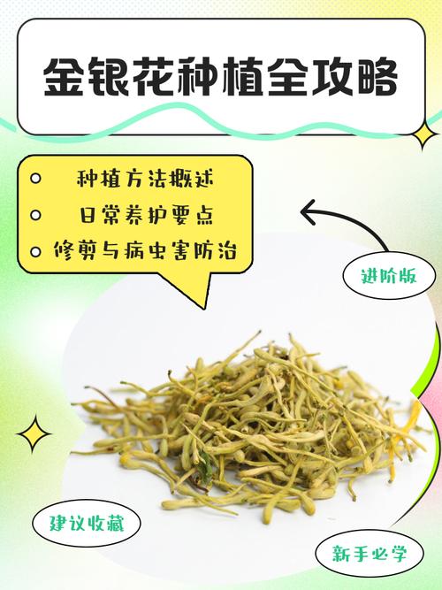 金银花苗多少钱一棵，怎么种植，金银花苗种苗-第3张图片-优品飞百科