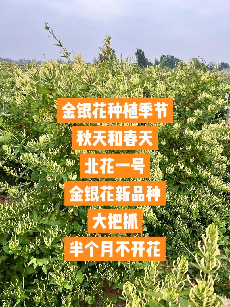 金银花苗多少钱一棵，怎么种植，金银花苗种苗-第4张图片-优品飞百科