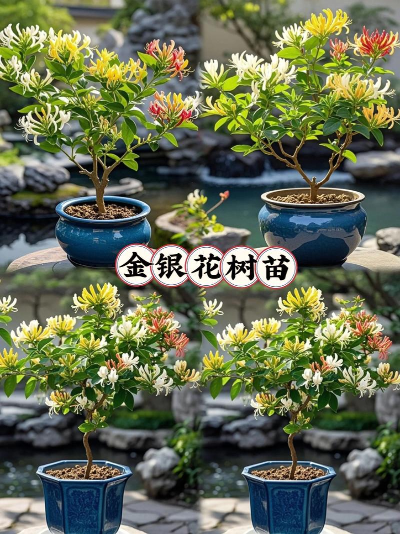 金银花苗多少钱一棵，怎么种植，金银花苗种苗-第5张图片-优品飞百科
