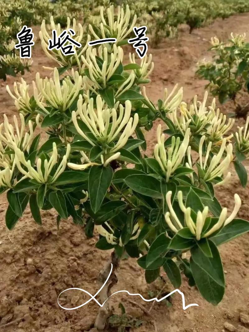 金银花苗多少钱一棵，怎么种植，金银花苗种苗-第7张图片-优品飞百科