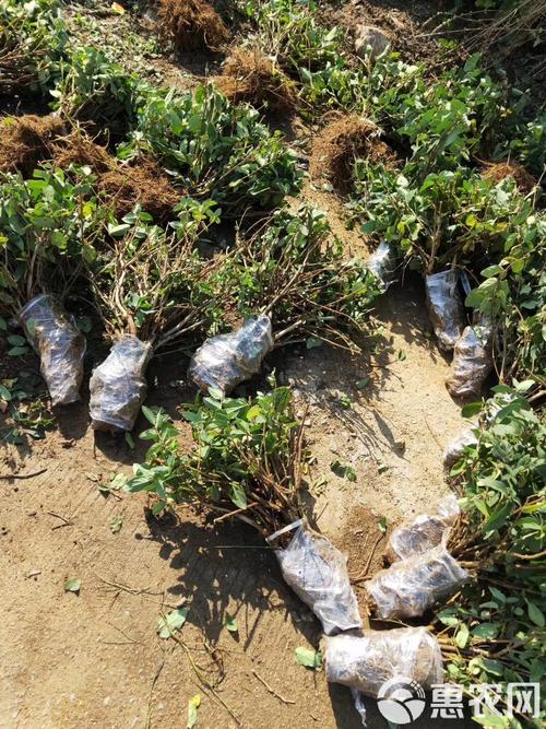 金银花苗多少钱一棵，怎么种植，金银花苗种苗-第8张图片-优品飞百科