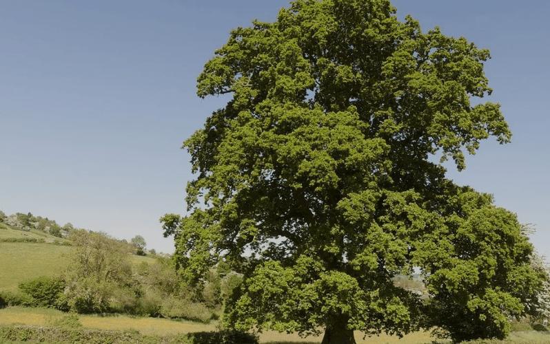 橡树的作用？橡树的作用和功效？-第4张图片-优品飞百科