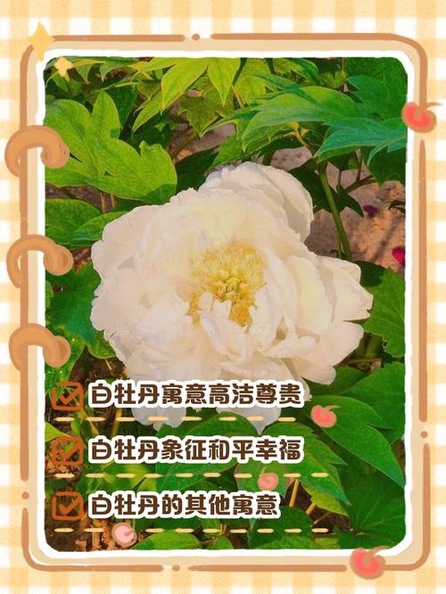 牡丹花的寓意和象征，翡翠牡丹花的寓意和象征？-第4张图片-优品飞百科