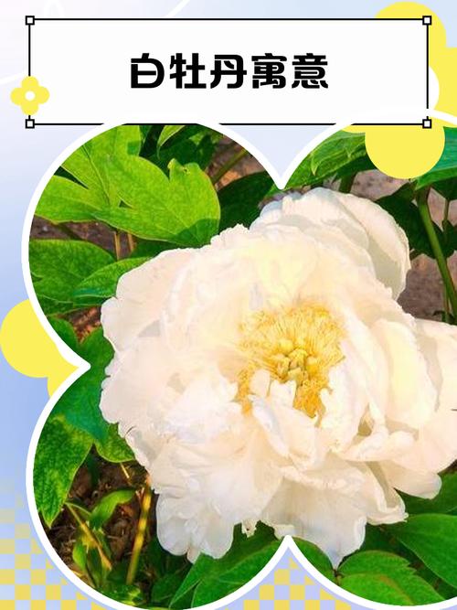 牡丹花的寓意和象征，翡翠牡丹花的寓意和象征？-第8张图片-优品飞百科