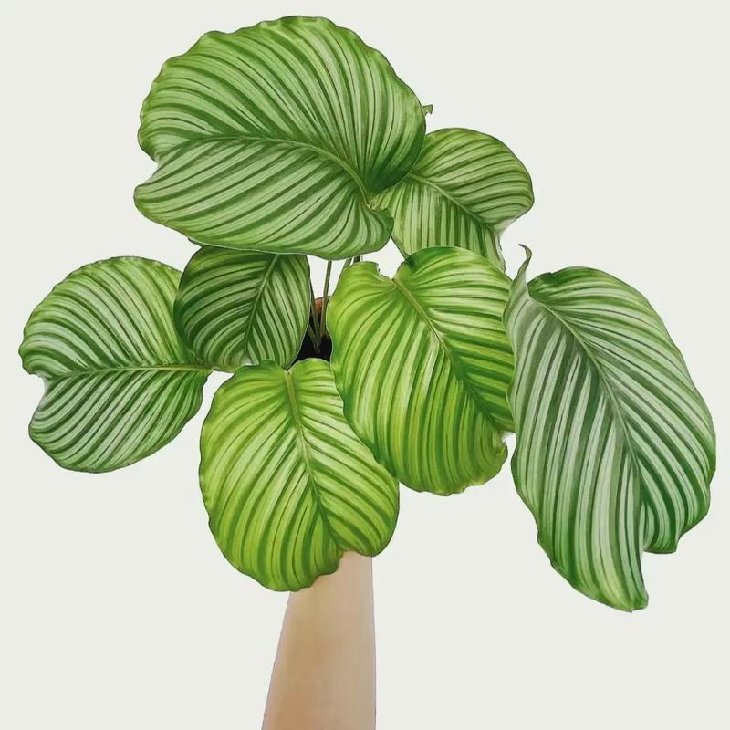 肖竹芋的功效与作用？肖竹芋的养殖方法及注意事项？