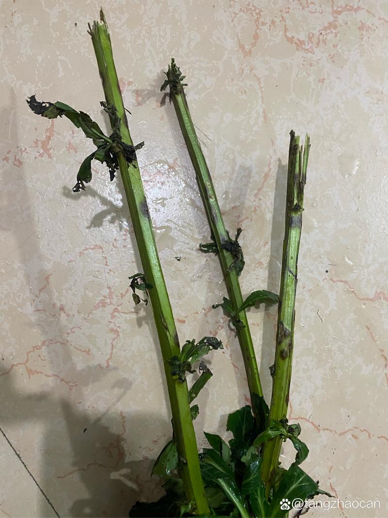 肖竹芋的功效与作用?肖竹芋的养殖方法及注意事项?-第2张图片-优品飞百科 肖竹芋的功效与作用?肖竹芋的养殖方法及注意事项?-第2张图片-优品飞百科