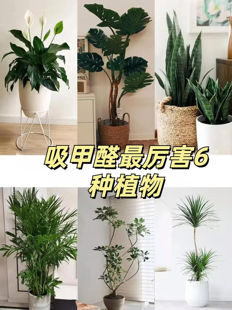 肖竹芋的功效与作用?肖竹芋的养殖方法及注意事项?-第3张图片-优品飞百科 肖竹芋的功效与作用?肖竹芋的养殖方法及注意事项?-第3张图片-优品飞百科