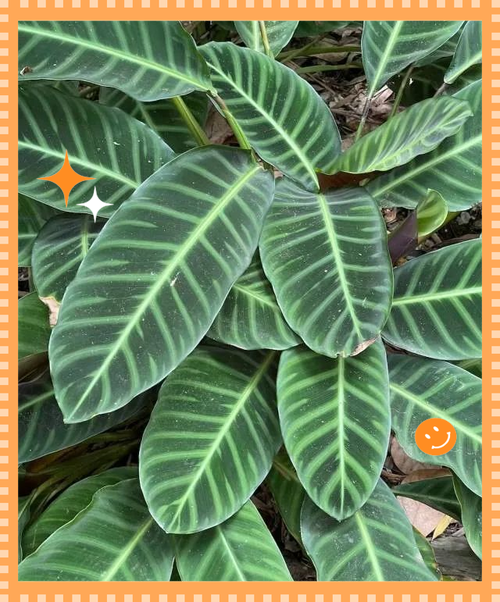 肖竹芋的功效与作用?肖竹芋的养殖方法及注意事项?-第4张图片-优品飞百科 肖竹芋的功效与作用?肖竹芋的养殖方法及注意事项?-第4张图片-优品飞百科