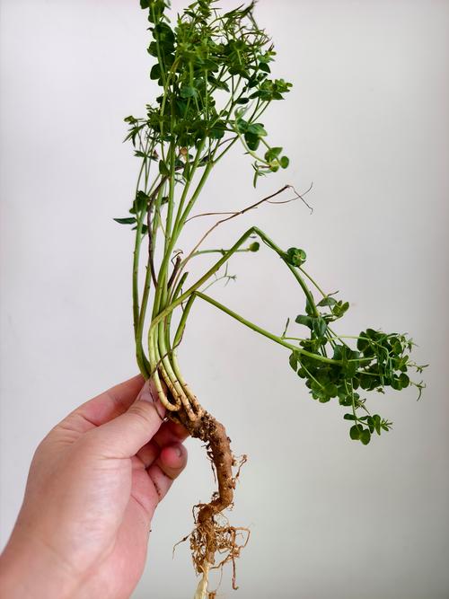 肖竹芋的功效与作用?肖竹芋的养殖方法及注意事项?-第5张图片-优品飞百科 肖竹芋的功效与作用?肖竹芋的养殖方法及注意事项?-第5张图片-优品飞百科