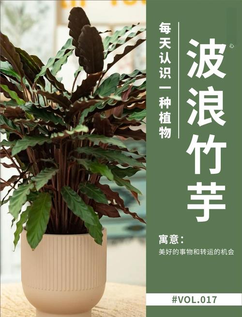 肖竹芋的功效与作用?肖竹芋的养殖方法及注意事项?-第7张图片-优品飞百科 肖竹芋的功效与作用?肖竹芋的养殖方法及注意事项?-第7张图片-优品飞百科