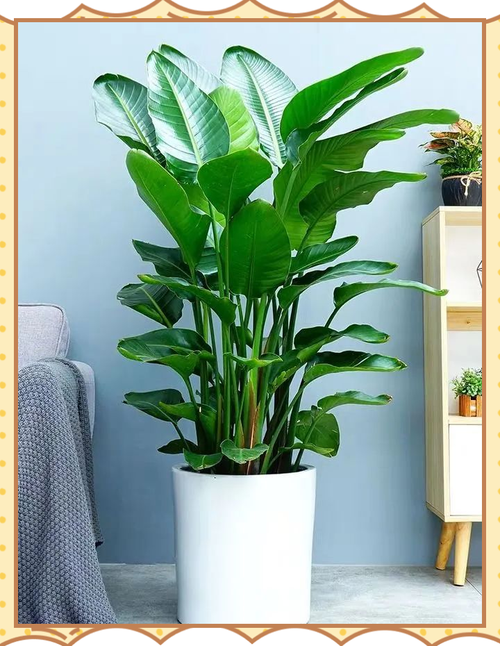 家庭养花有这四大禁忌!最后一个要特别注意!,家里养花的禁忌-第3张图片-优品飞百科 家庭养花有这四大禁忌!最后一个要特别注意!,家里养花的禁忌-第3张图片-优品飞百科