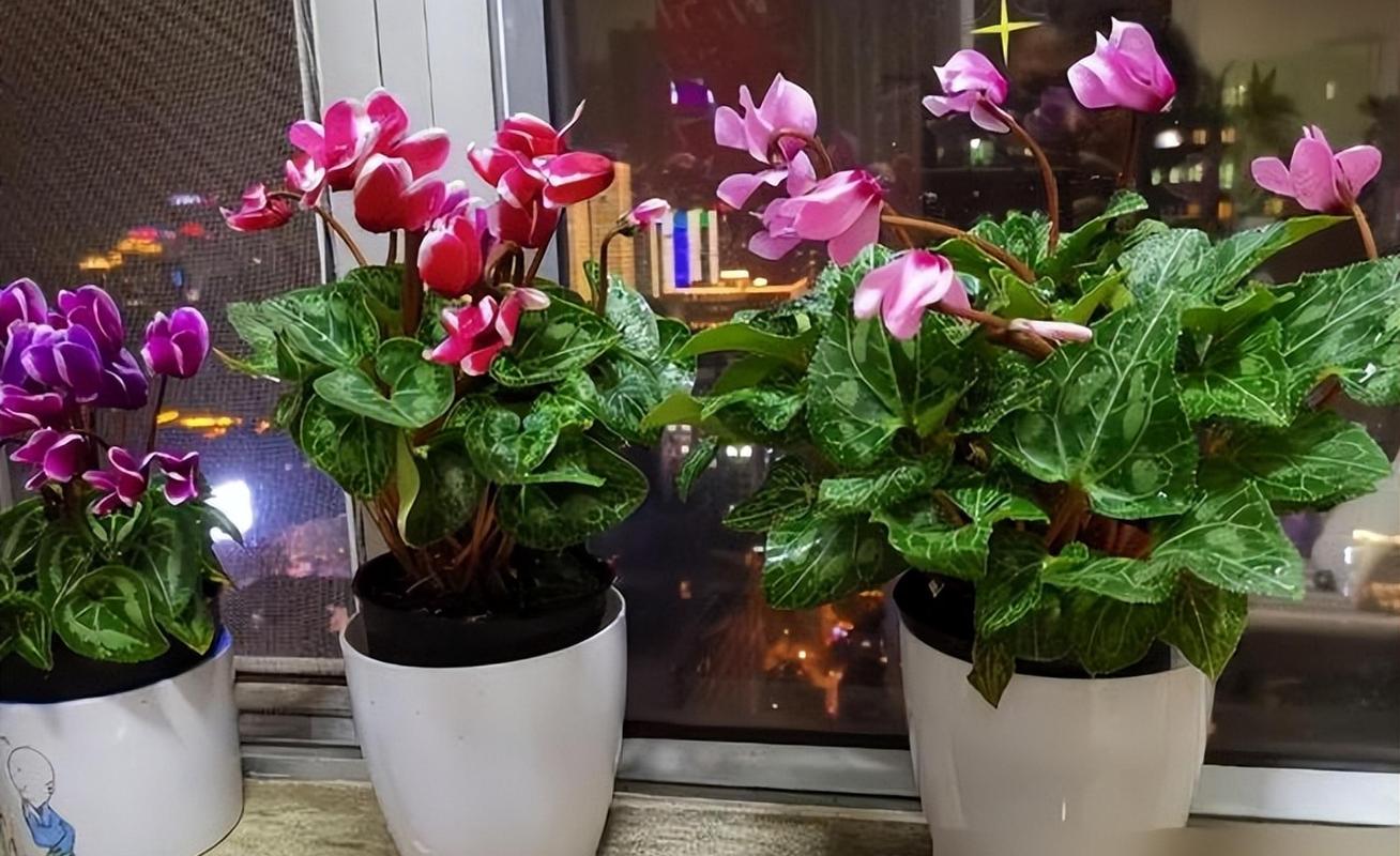 仙客来有毒吗？仙客来有毒吗对怀孕的人有影响吗？