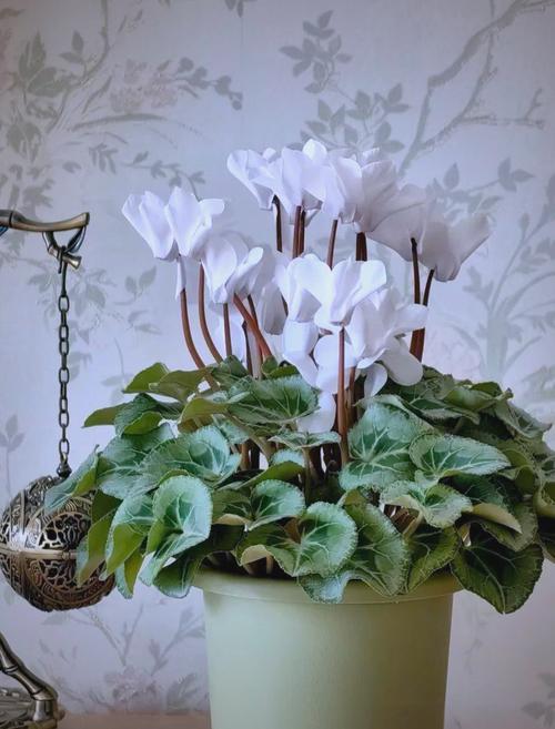 仙客来有毒吗?仙客来有毒吗对怀孕的人有影响吗?-第4张图片-优品飞百科 仙客来有毒吗?仙客来有毒吗对怀孕的人有影响吗?-第4张图片-优品飞百科