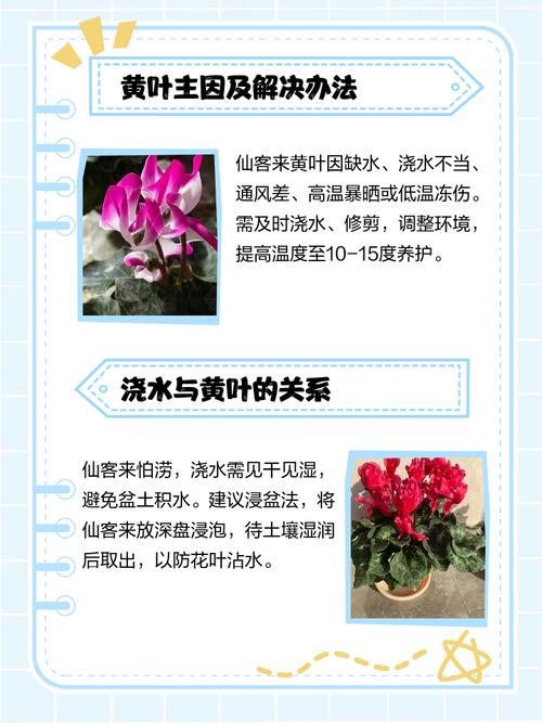 仙客来有毒吗?仙客来有毒吗对怀孕的人有影响吗?-第5张图片-优品飞百科 仙客来有毒吗?仙客来有毒吗对怀孕的人有影响吗?-第5张图片-优品飞百科