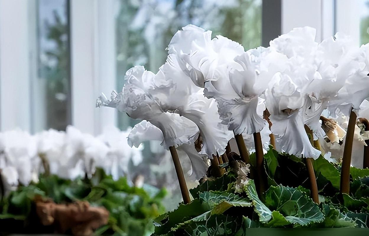 仙客来有毒吗?仙客来有毒吗对怀孕的人有影响吗?-第6张图片-优品飞百科 仙客来有毒吗?仙客来有毒吗对怀孕的人有影响吗?-第6张图片-优品飞百科