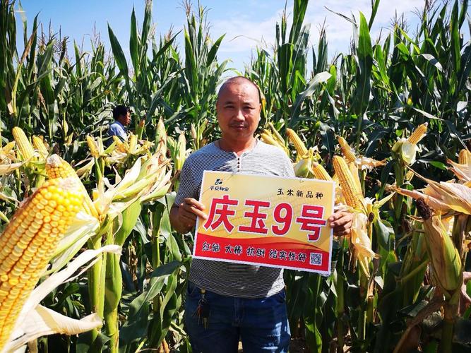 河南省沈丘县天气预报，河南省沈丘县天气预报234天气预报-第2张图片-优品飞百科