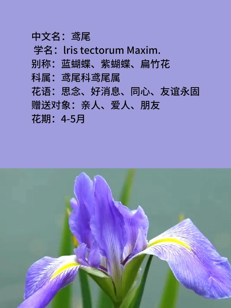 蓝色妖姬花语,蓝色妖姬花语寓意?-第2张图片-优品飞百科 蓝色妖姬花语,蓝色妖姬花语寓意?-第2张图片-优品飞百科