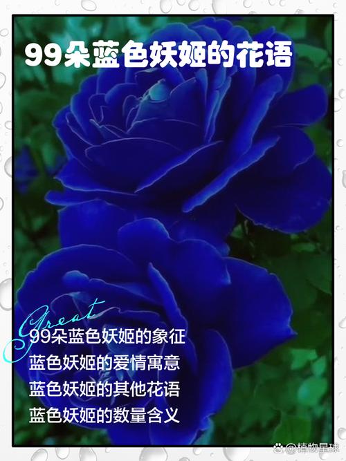 蓝色妖姬花语,蓝色妖姬花语寓意?-第3张图片-优品飞百科 蓝色妖姬花语,蓝色妖姬花语寓意?-第3张图片-优品飞百科