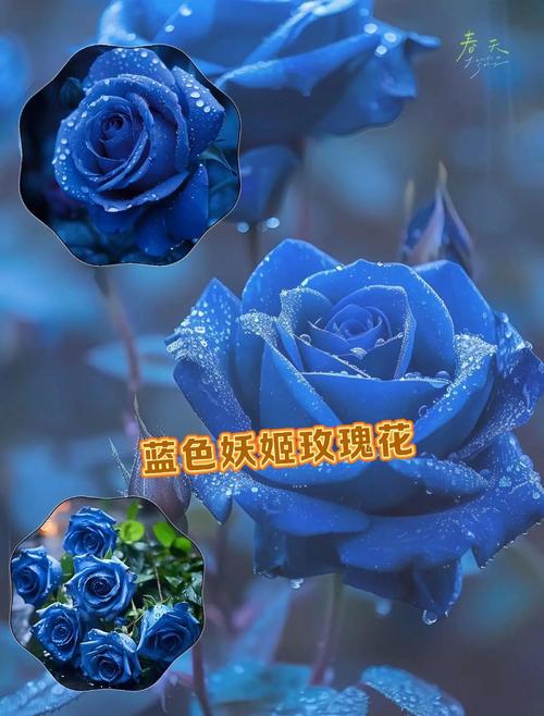 蓝色妖姬花语,蓝色妖姬花语寓意?-第4张图片-优品飞百科 蓝色妖姬花语,蓝色妖姬花语寓意?-第4张图片-优品飞百科
