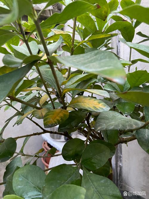 栀子花冬天落叶吗,栀子花图片?栀子花冬天落叶是怎么回事?-第1张图片-优品飞百科 栀子花冬天落叶吗,栀子花图片?栀子花冬天落叶是怎么回事?-第1张图片-优品飞百科