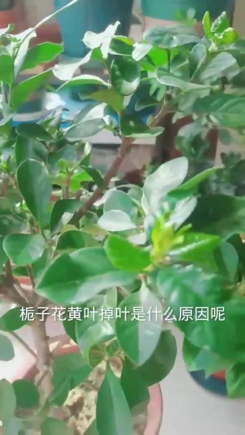 栀子花冬天落叶吗,栀子花图片?栀子花冬天落叶是怎么回事?-第2张图片-优品飞百科 栀子花冬天落叶吗,栀子花图片?栀子花冬天落叶是怎么回事?-第2张图片-优品飞百科