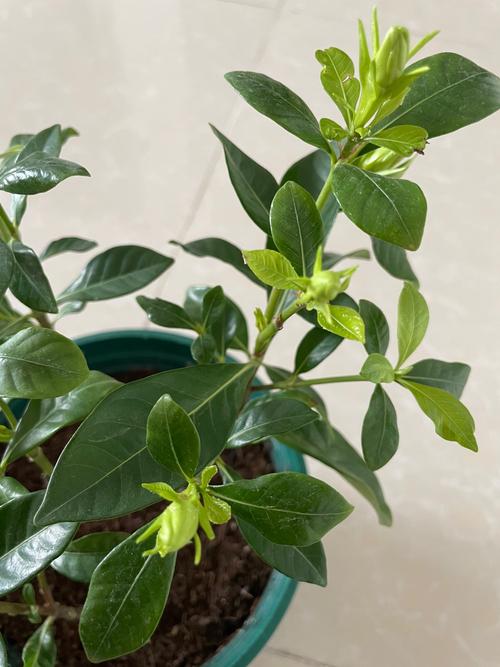 栀子花冬天落叶吗,栀子花图片?栀子花冬天落叶是怎么回事?-第3张图片-优品飞百科 栀子花冬天落叶吗,栀子花图片?栀子花冬天落叶是怎么回事?-第3张图片-优品飞百科