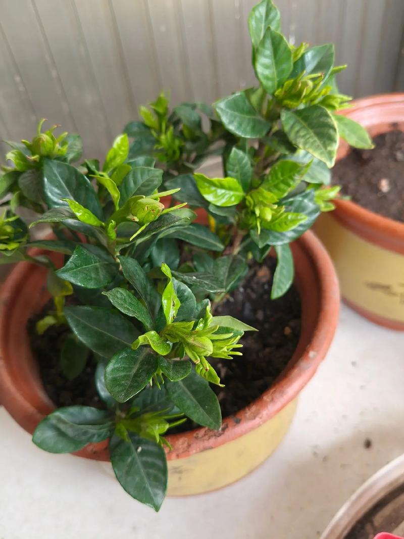 栀子花冬天落叶吗,栀子花图片?栀子花冬天落叶是怎么回事?-第4张图片-优品飞百科 栀子花冬天落叶吗,栀子花图片?栀子花冬天落叶是怎么回事?-第4张图片-优品飞百科