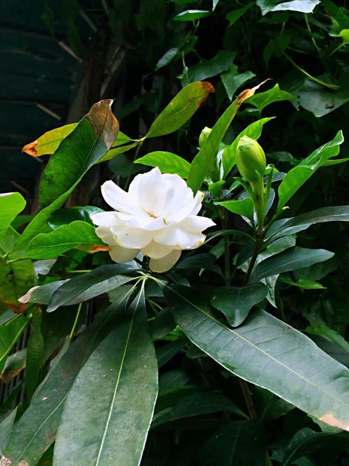 栀子花冬天落叶吗,栀子花图片?栀子花冬天落叶是怎么回事?-第5张图片-优品飞百科 栀子花冬天落叶吗,栀子花图片?栀子花冬天落叶是怎么回事?-第5张图片-优品飞百科