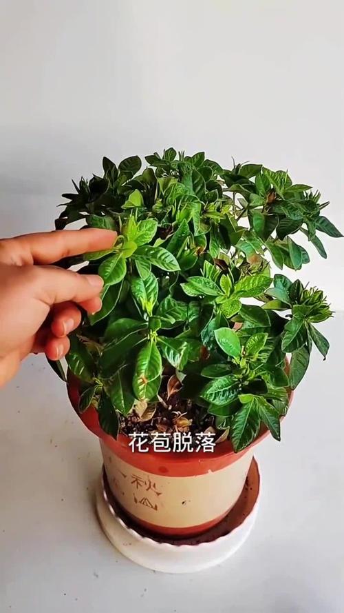 栀子花冬天落叶吗,栀子花图片?栀子花冬天落叶是怎么回事?-第6张图片-优品飞百科 栀子花冬天落叶吗,栀子花图片?栀子花冬天落叶是怎么回事?-第6张图片-优品飞百科