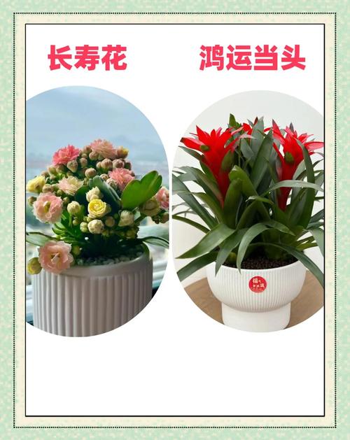 什么花适合放在客厅，什么花适合放在客厅茶几上？-第1张图片-优品飞百科