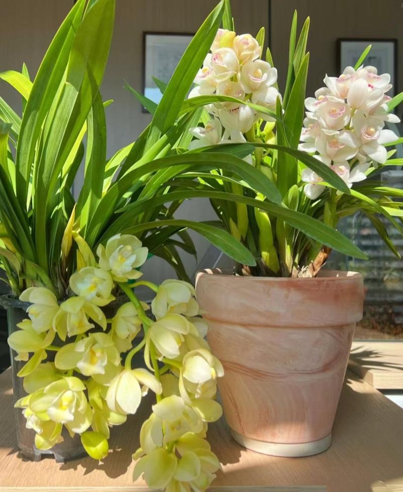 什么花适合放在客厅，什么花适合放在客厅茶几上？-第3张图片-优品飞百科