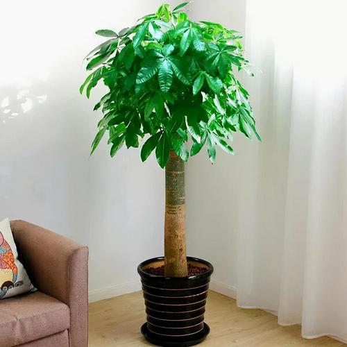 什么花适合放在客厅，什么花适合放在客厅茶几上？-第4张图片-优品飞百科