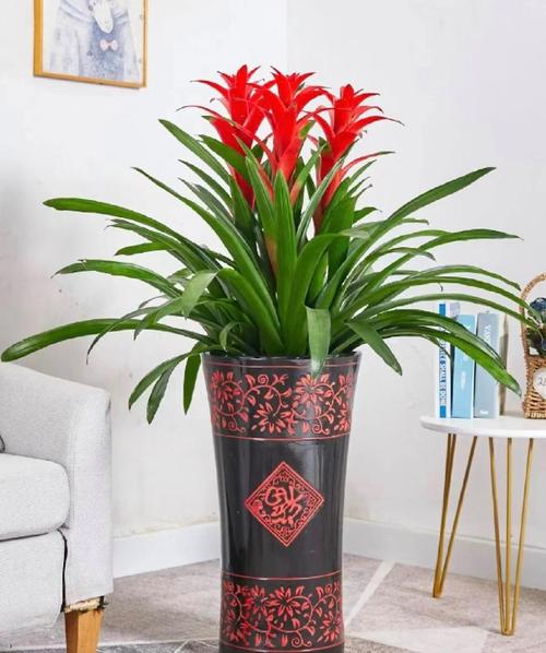 什么花适合放在客厅，什么花适合放在客厅茶几上？-第6张图片-优品飞百科