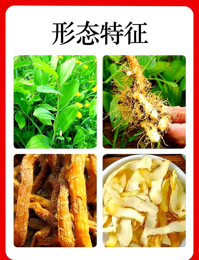 玉竹的作用，玉竹的图片，玉竹的药用价值和功效？-第2张图片-优品飞百科