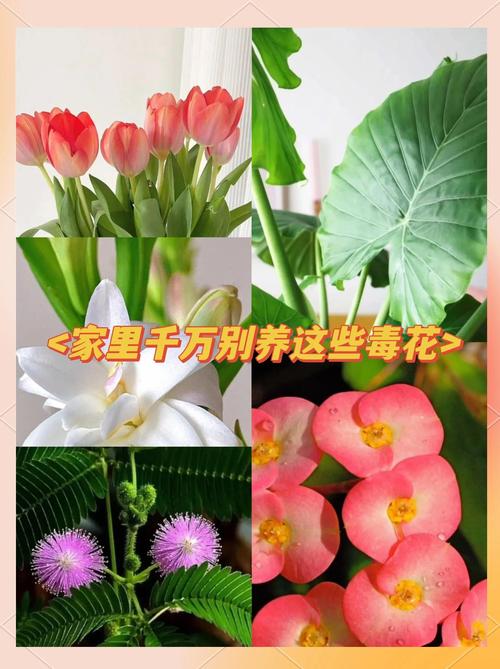 这4种花，“打折”再狠也不要买，碰到“汁液”就会中毒！的简单介绍-第1张图片-优品飞百科