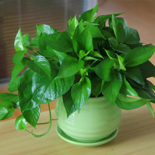 这4种花，“打折”再狠也不要买，碰到“汁液”就会中毒！的简单介绍-第2张图片-优品飞百科