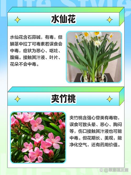 这4种花，“打折”再狠也不要买，碰到“汁液”就会中毒！的简单介绍-第4张图片-优品飞百科