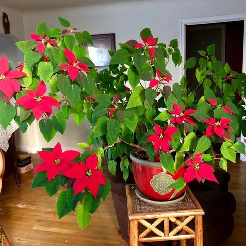 这4种花，“打折”再狠也不要买，碰到“汁液”就会中毒！的简单介绍-第5张图片-优品飞百科