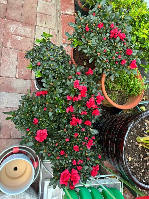 迪庆适合养什么花，市花和市树是什么，迪庆景观？-第2张图片-优品飞百科