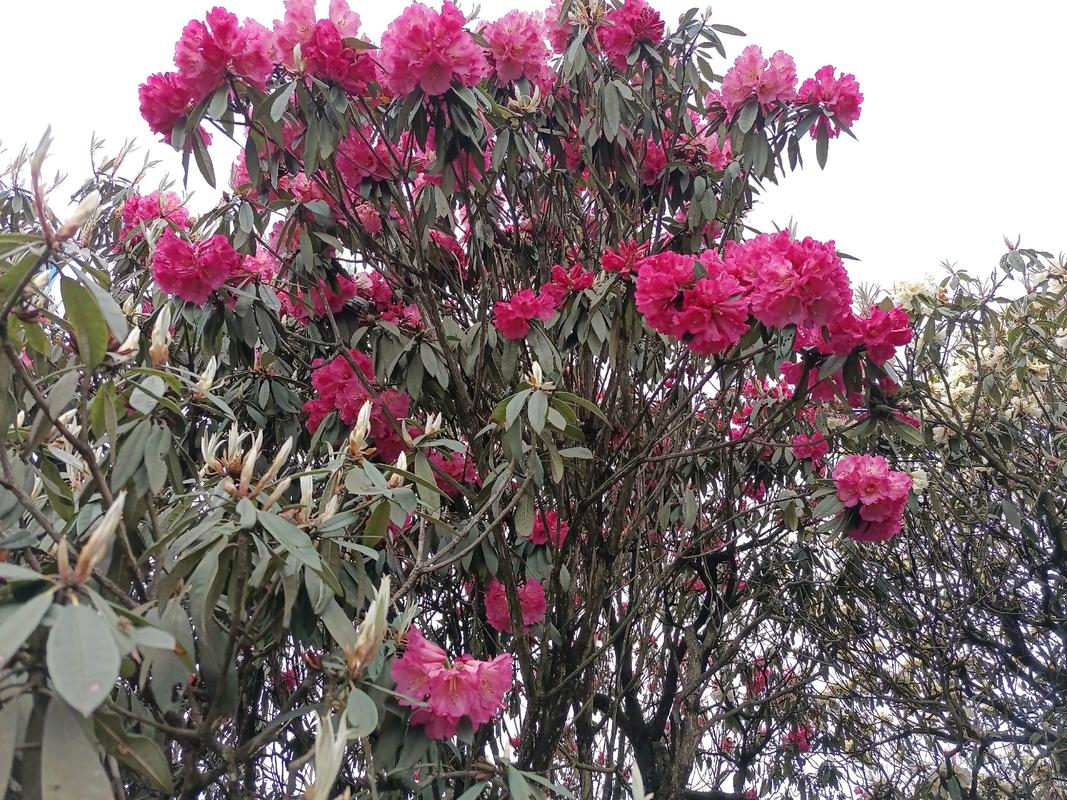 迪庆适合养什么花，市花和市树是什么，迪庆景观？-第3张图片-优品飞百科