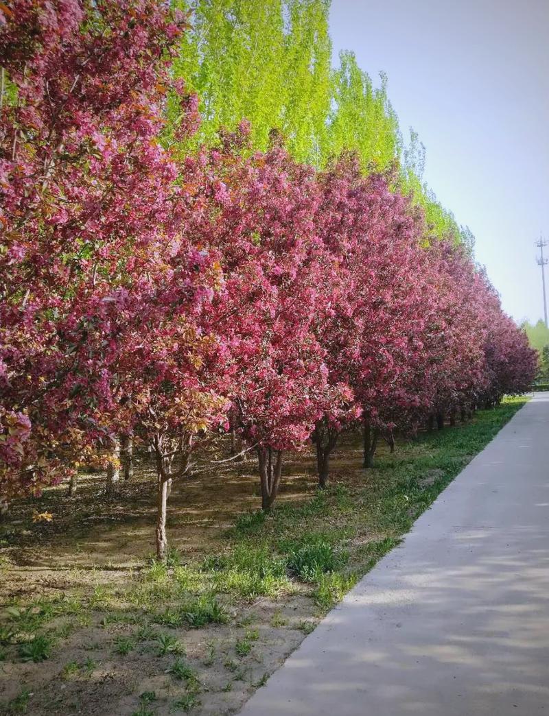 迪庆适合养什么花，市花和市树是什么，迪庆景观？-第4张图片-优品飞百科