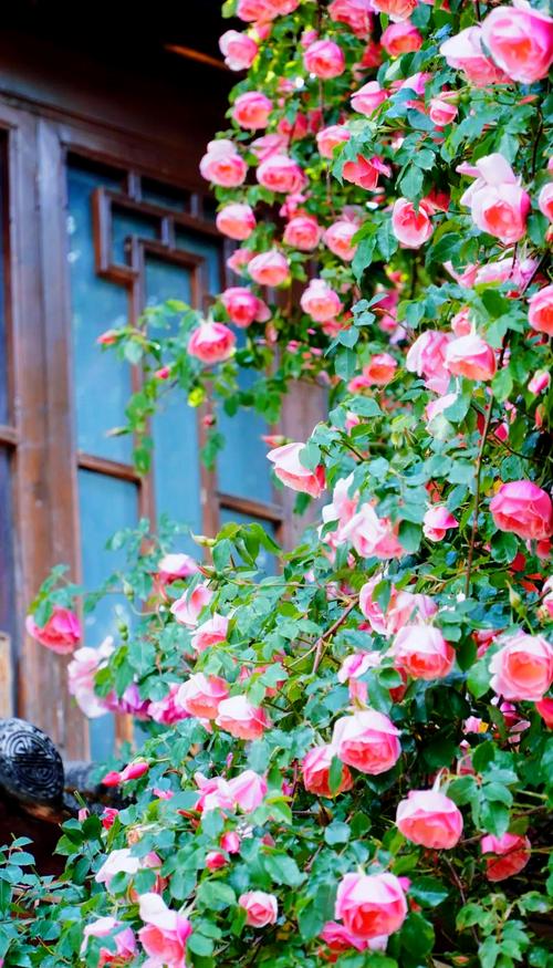 迪庆适合养什么花，市花和市树是什么，迪庆景观？-第5张图片-优品飞百科