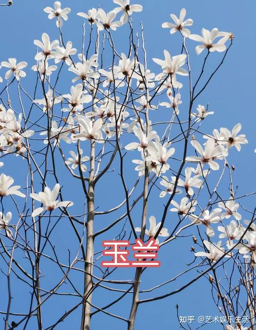 迪庆适合养什么花，市花和市树是什么，迪庆景观？-第6张图片-优品飞百科
