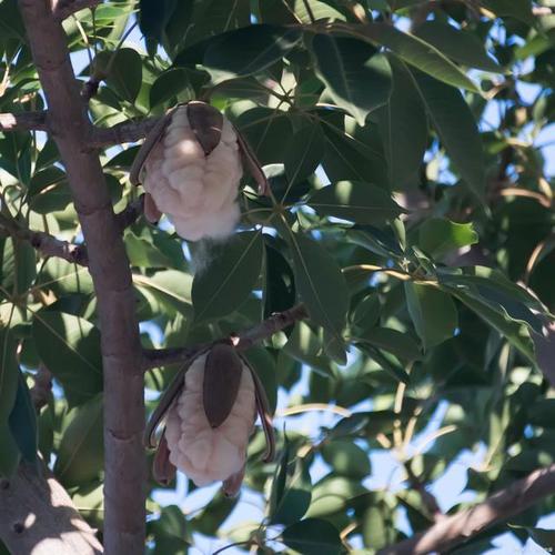 迪庆适合养什么花，市花和市树是什么，迪庆景观？-第7张图片-优品飞百科