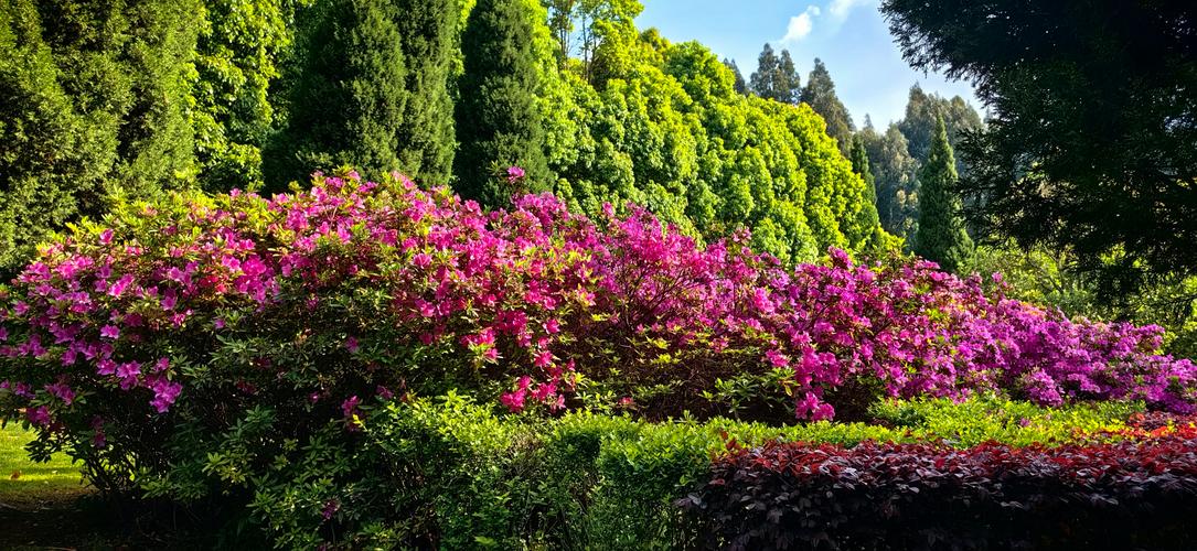 迪庆适合养什么花，市花和市树是什么，迪庆景观？-第8张图片-优品飞百科