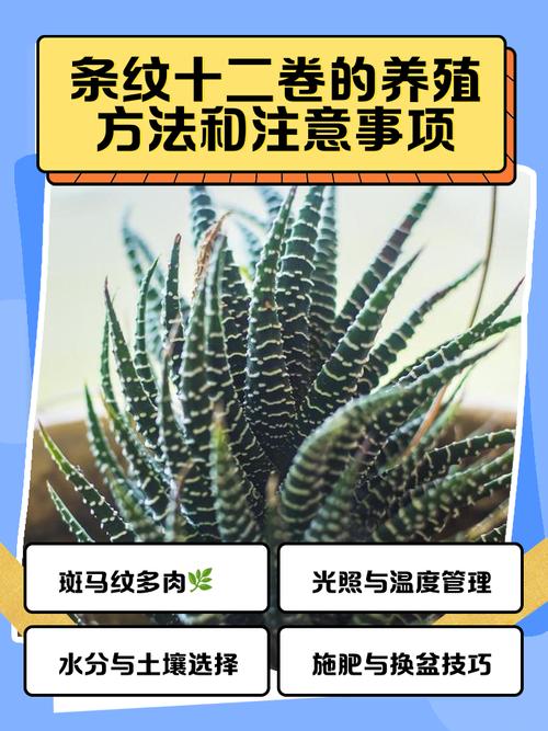 家庭养条纹十二卷有什么好处，条纹十二卷可以用水养吗-第1张图片-优品飞百科