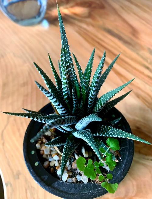 家庭养条纹十二卷有什么好处，条纹十二卷可以用水养吗-第2张图片-优品飞百科