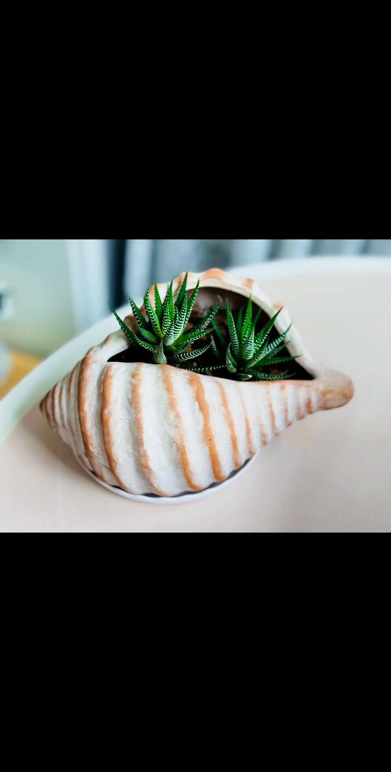 家庭养条纹十二卷有什么好处，条纹十二卷可以用水养吗-第4张图片-优品飞百科