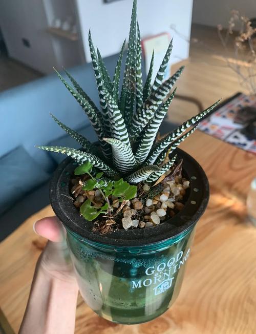 家庭养条纹十二卷有什么好处，条纹十二卷可以用水养吗-第5张图片-优品飞百科