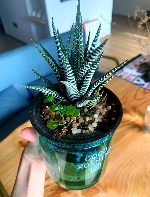 家庭养条纹十二卷有什么好处，条纹十二卷可以用水养吗-第6张图片-优品飞百科